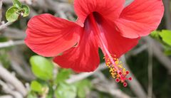 Hibiskus - Hibiscus - Eibisch