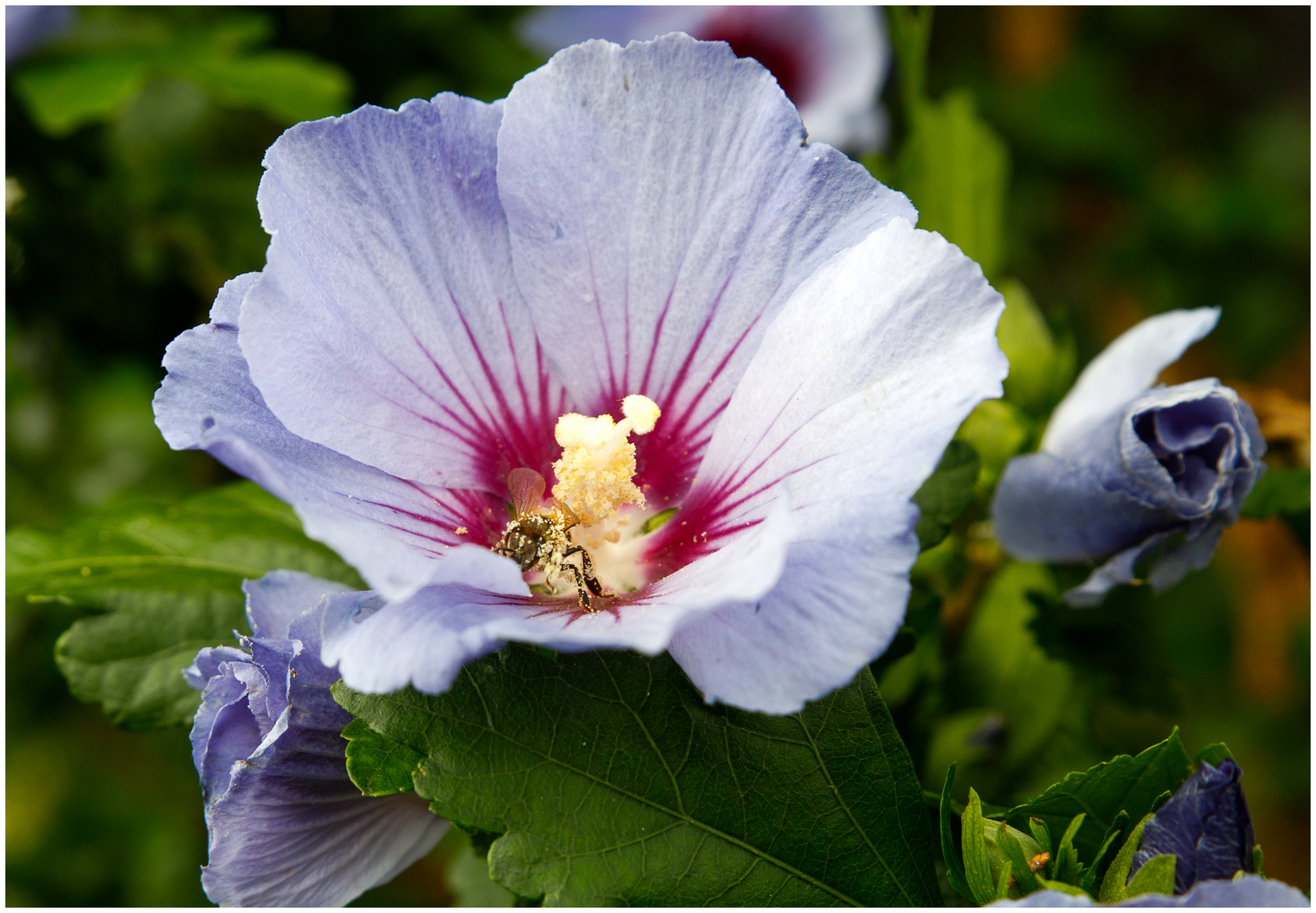 Hibiskus (Hibiscus)