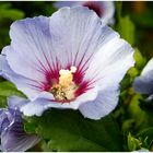 Hibiskus (Hibiscus)