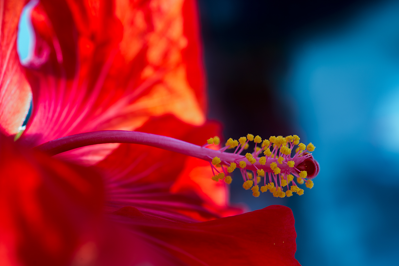Hibiskus - Hibiscus rosa-sinenis