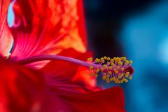 Hibiskus - Hibiscus rosa-sinenis