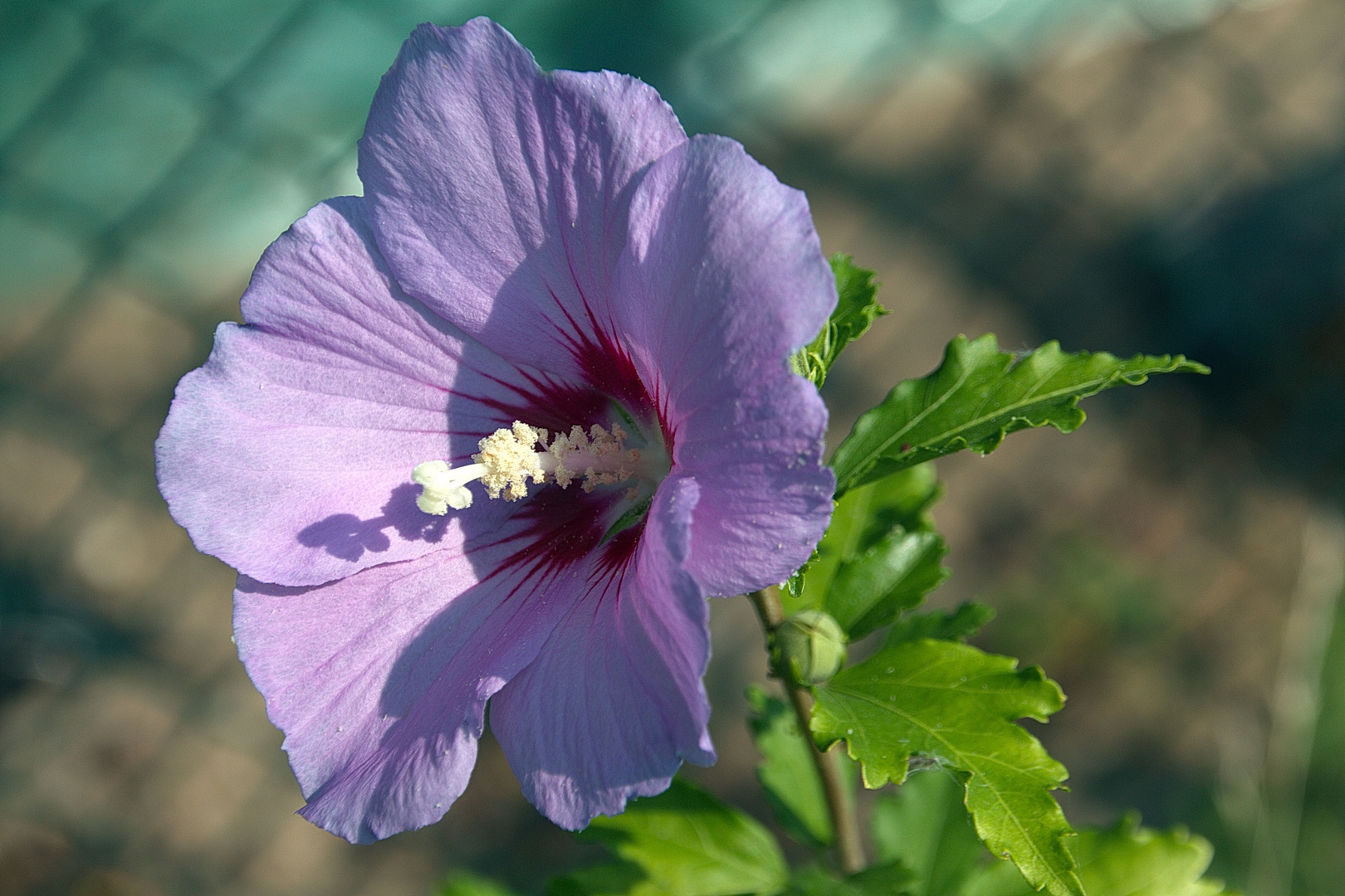 Hibiskus hinterm Gartenzaun