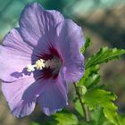 Hibiskus hinterm Gartenzaun