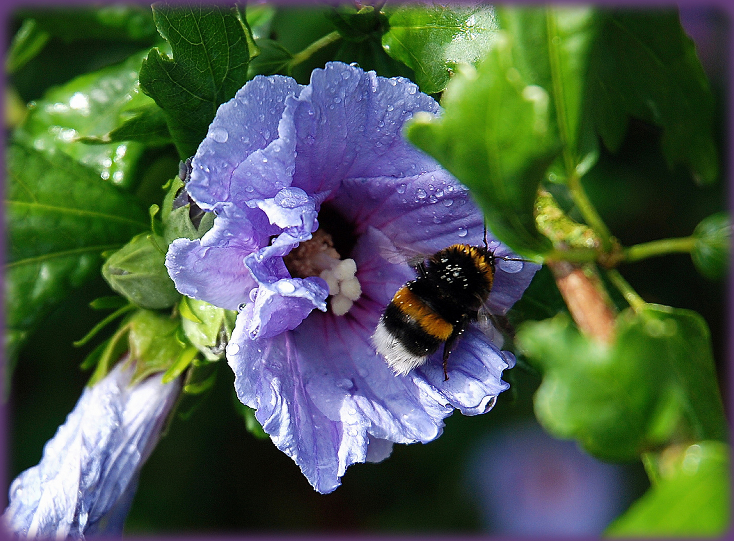 Hibiskus & Hummel