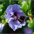 Hibiskus & Hummel