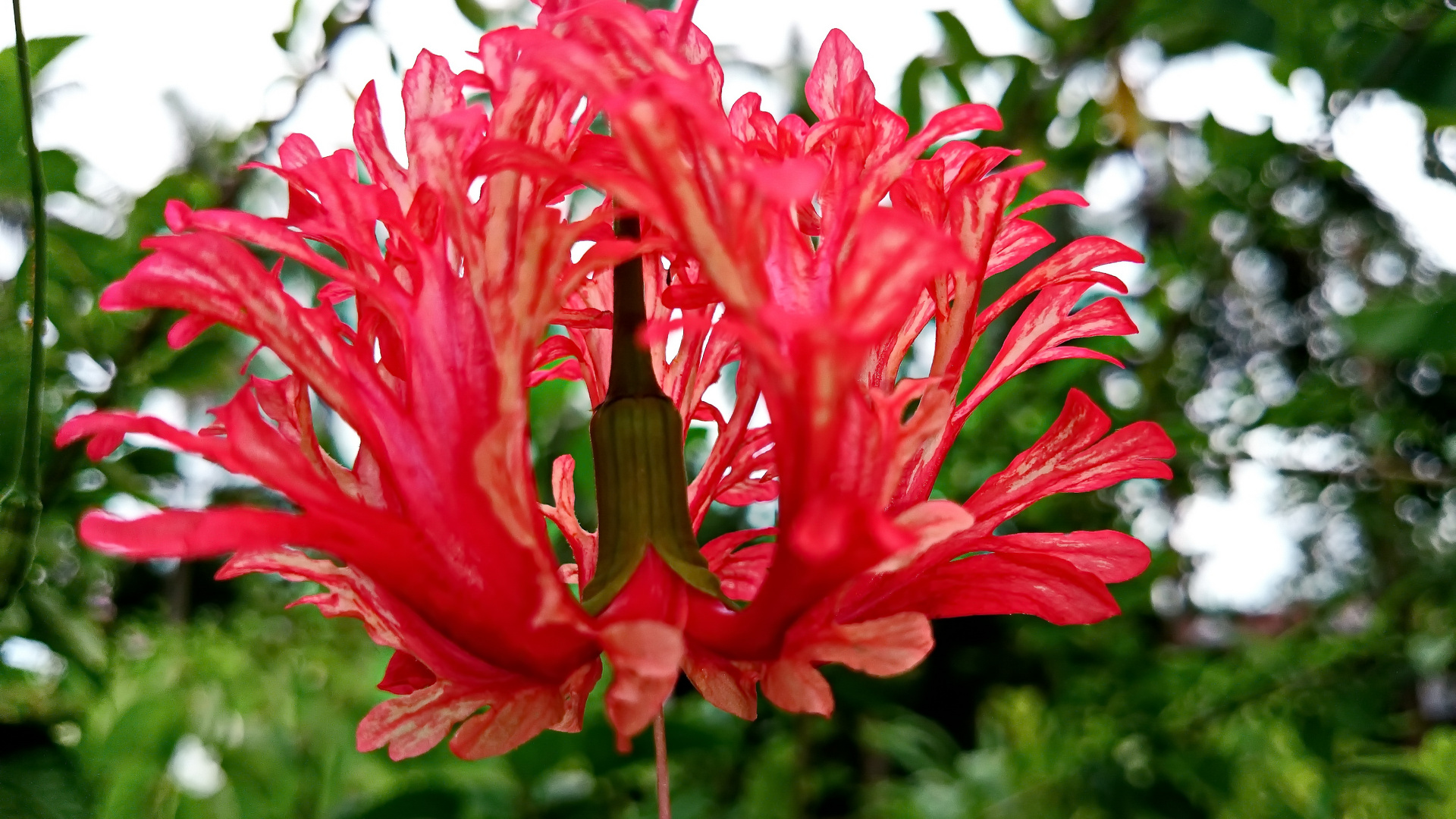 " Hibiskus " , Ibajay - Aklan