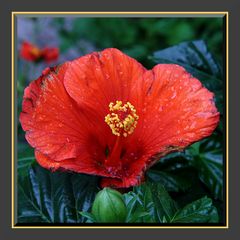 Hibiskus II