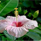 Hibiskus II