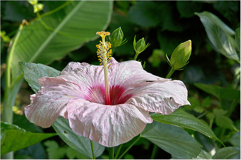 Hibiskus II