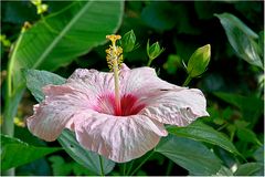 Hibiskus II