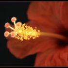 Hibiskus II.