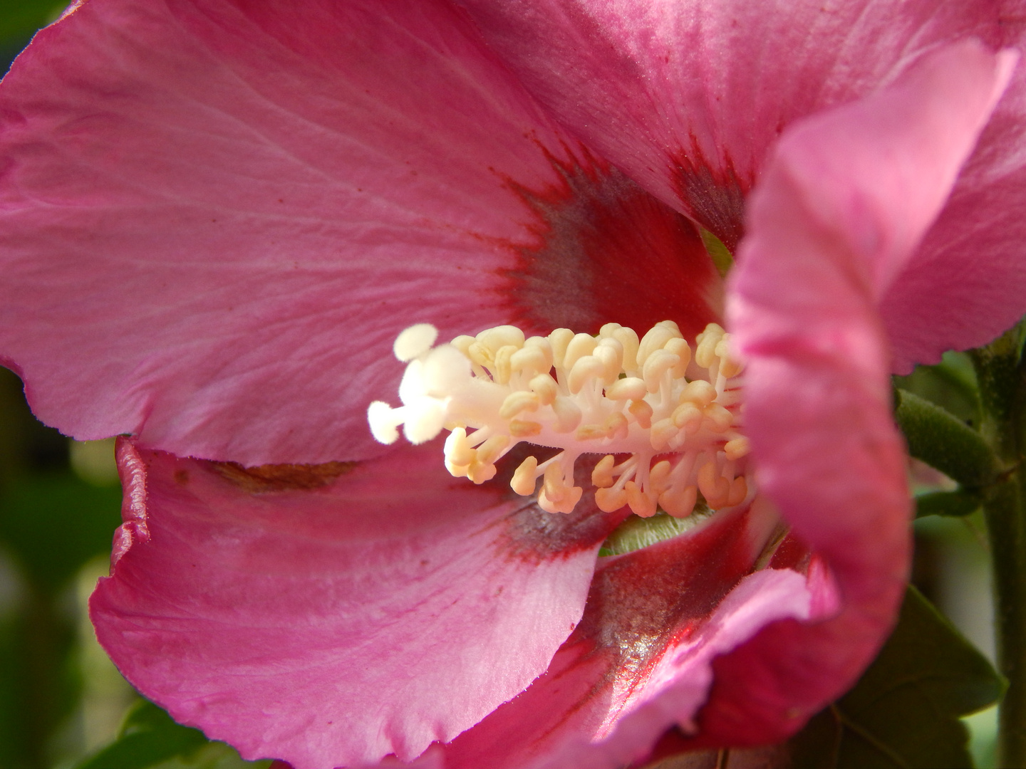 Hibiskus II