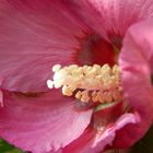 Hibiskus II