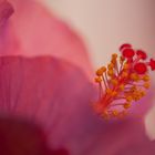 Hibiskus im Abendlicht