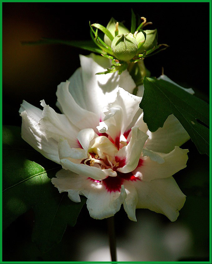 HIBISKUS IM ABENDLICHT