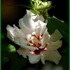 HIBISKUS IM ABENDLICHT