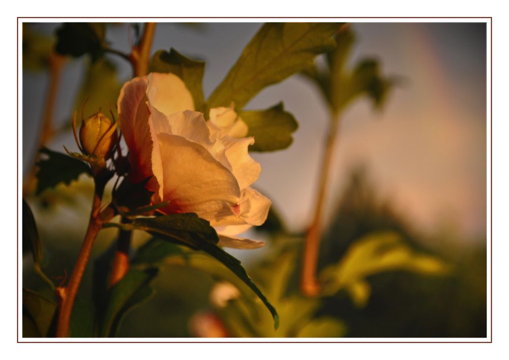 Hibiskus im Abendlicht