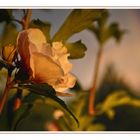 Hibiskus im Abendlicht