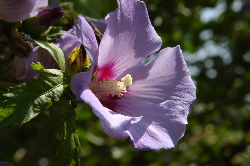 Hibiskus im Bauerngarten