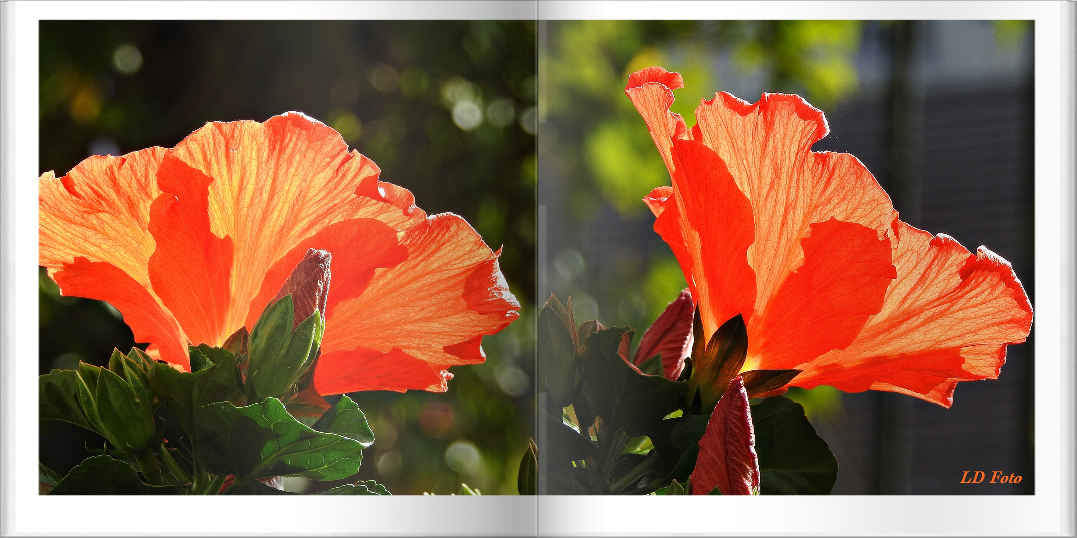 Hibiskus im Buch sonnendurchflutet