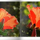 Hibiskus im Buch sonnendurchflutet