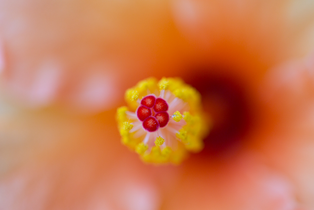 Hibiskus im Detail