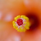 Hibiskus im Detail