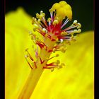 Hibiskus im Detail