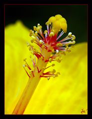 Hibiskus im Detail