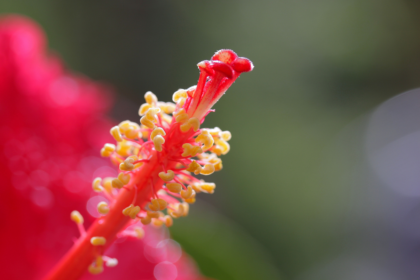 Hibiskus im Detail