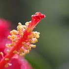 Hibiskus im Detail