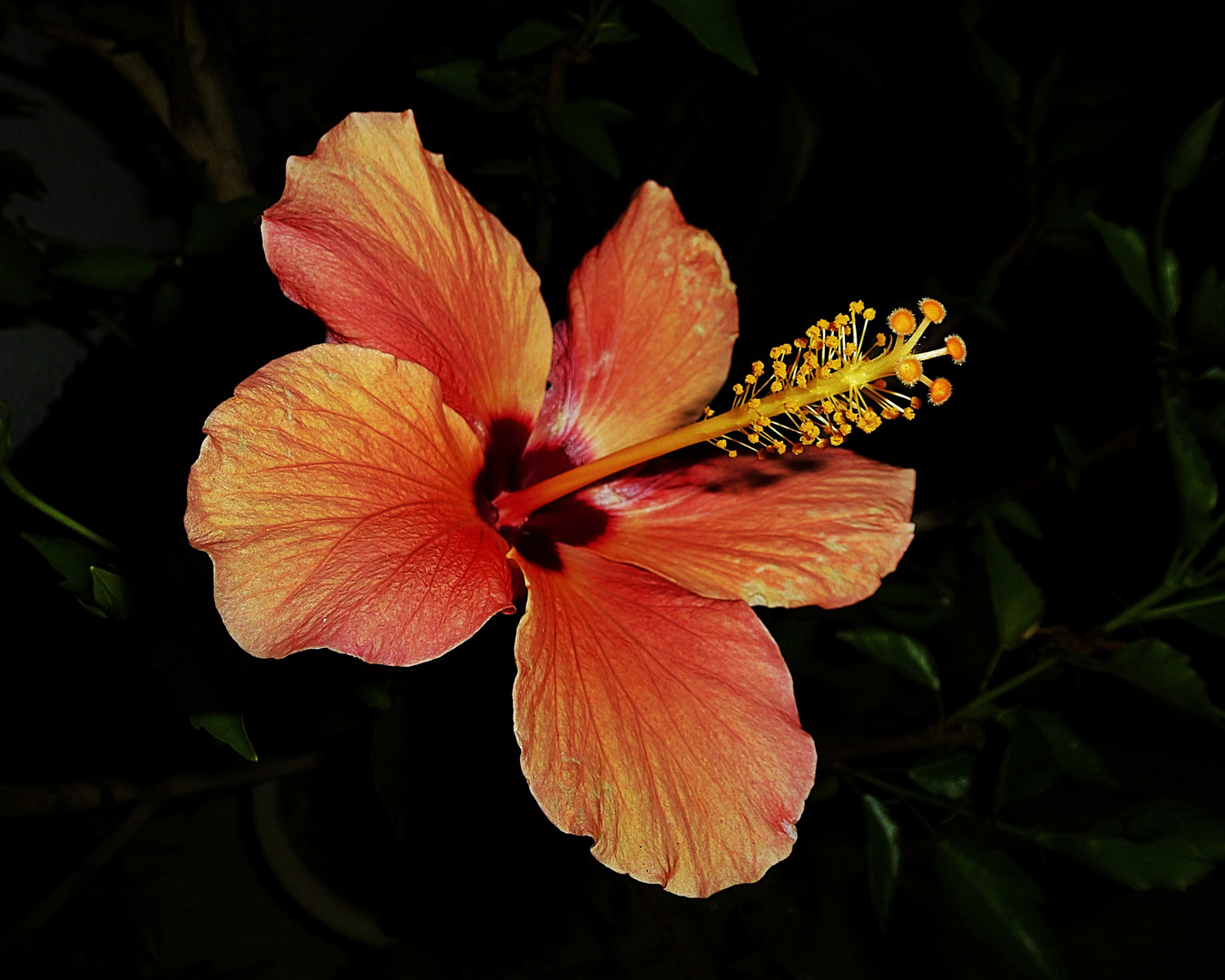 Hibiskus im Dunkeln