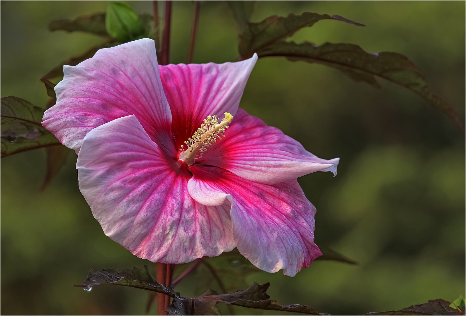 Hibiskus  im ersten Morgenlicht