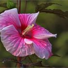 Hibiskus  im ersten Morgenlicht