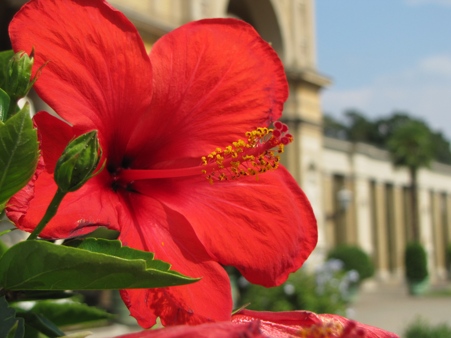 Hibiskus im Garten