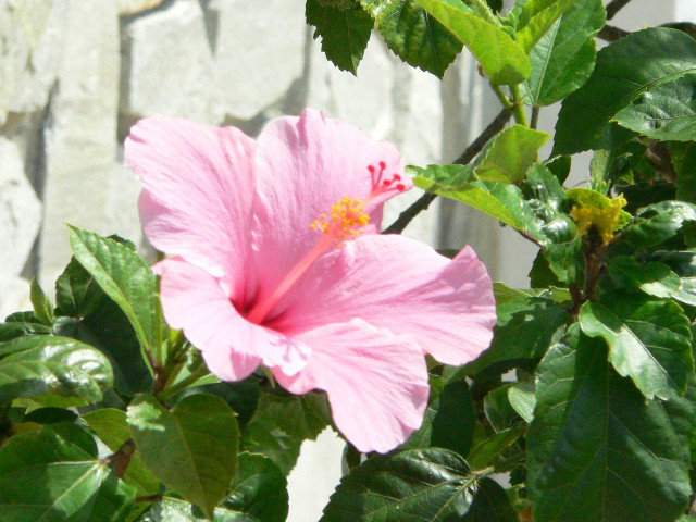 Hibiskus im Garten