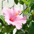 Hibiskus im Garten