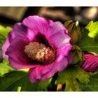 Hibiskus im Garten