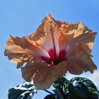 Hibiskus im Gegenlicht