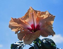 Hibiskus im Gegenlicht