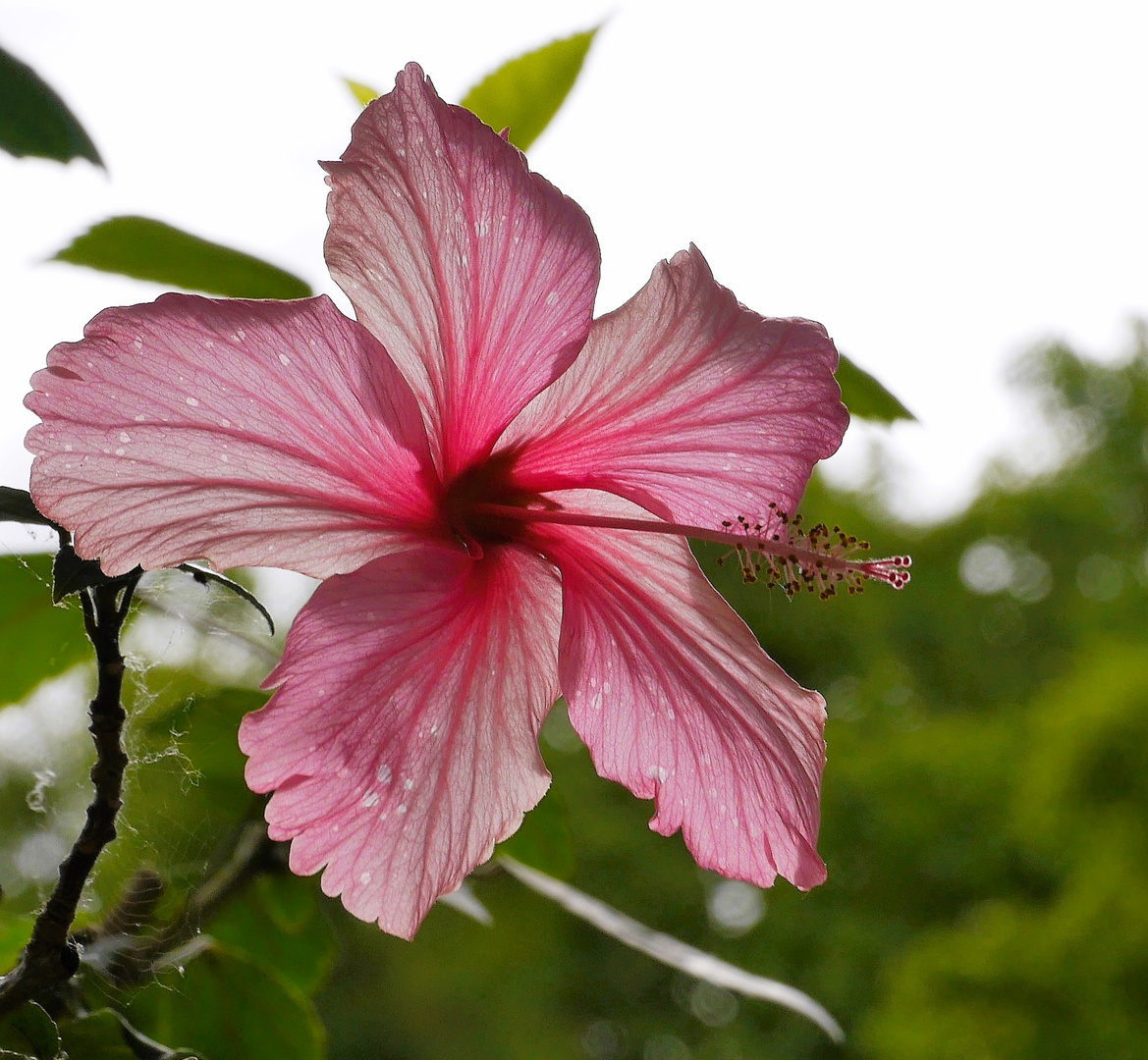 Hibiskus im Gegenlicht