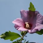 Hibiskus im Gegenlicht