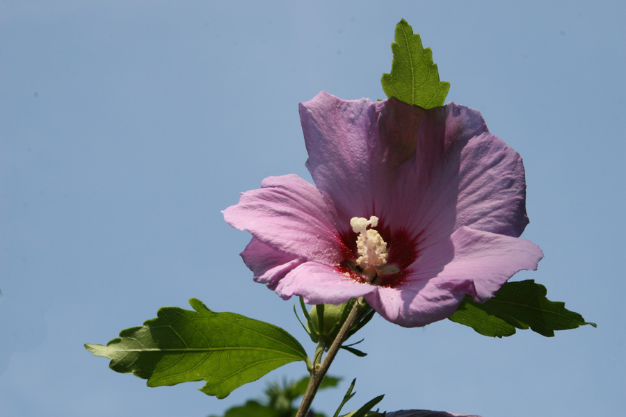 Hibiskus im Gegenlicht