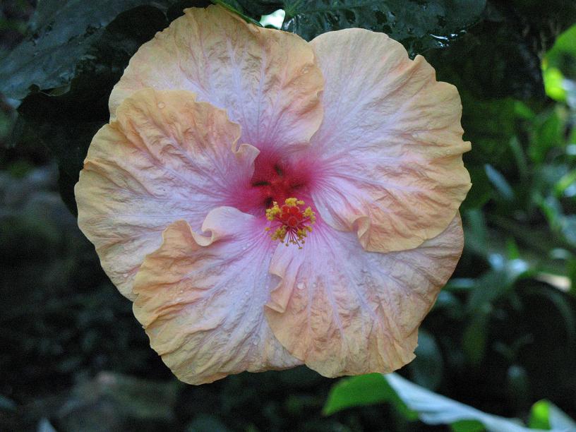 Hibiskus im Gewächshaus der Kölner "FLORA"