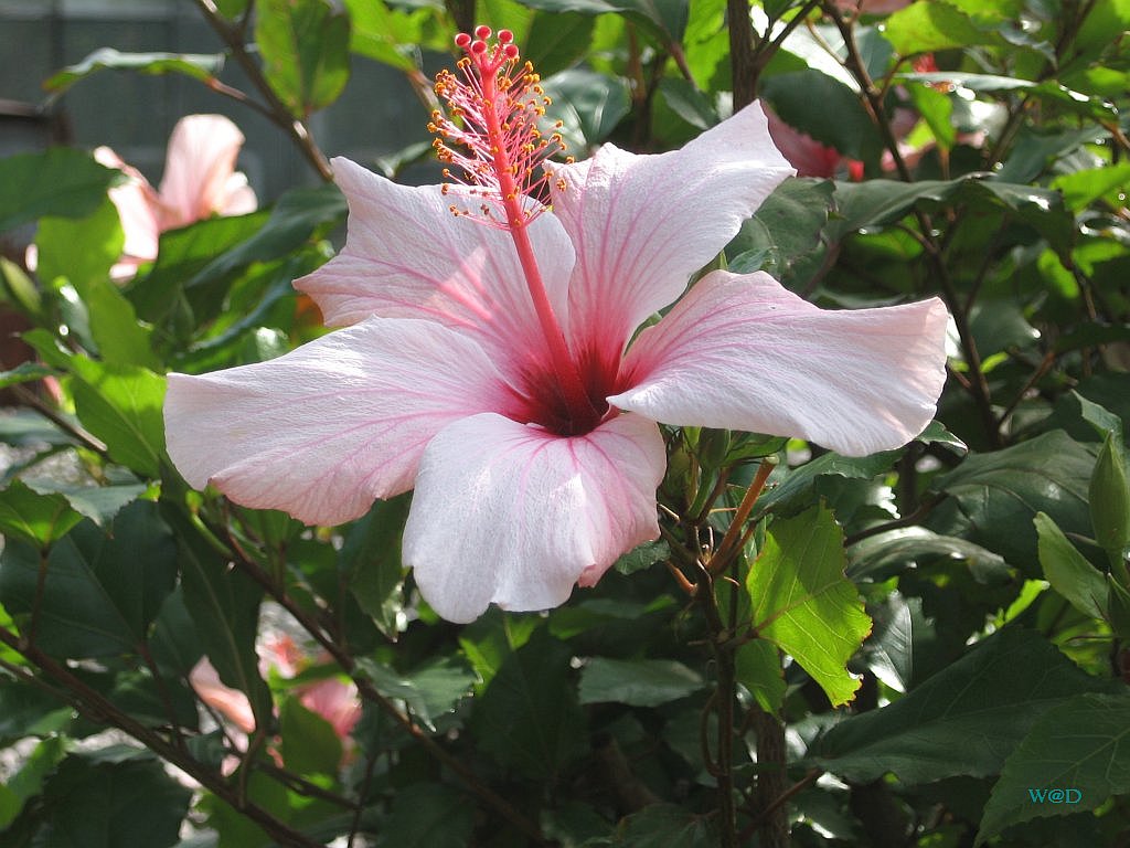 Hibiskus im Herbst