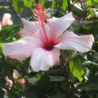 Hibiskus im Herbst