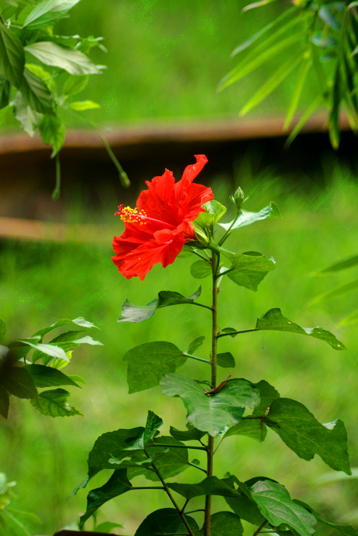 Hibiskus im Leipziger Zoo