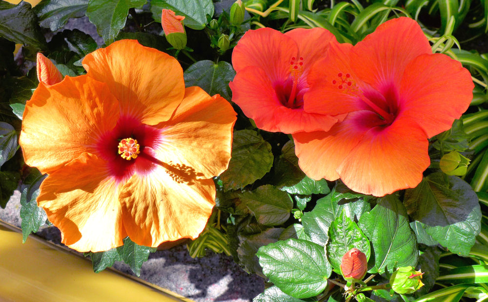 Hibiskus im Licht und Schatten