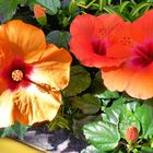 Hibiskus im Licht und Schatten