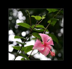 Hibiskus im Monsunregen